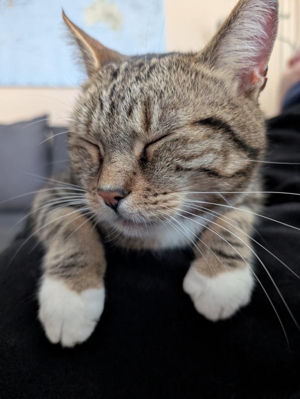 Jakko