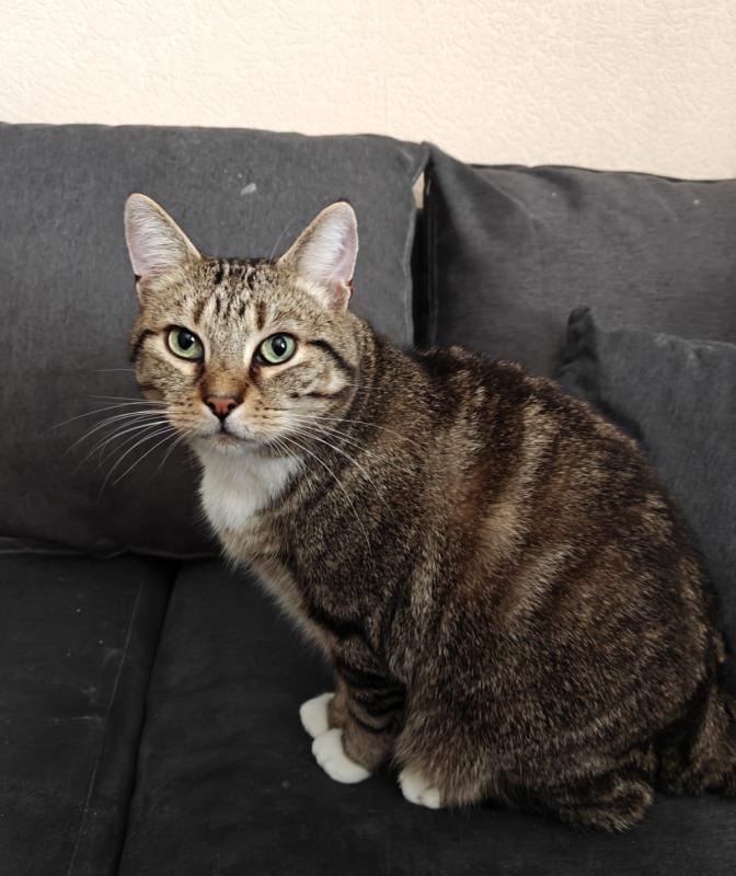 Jakko