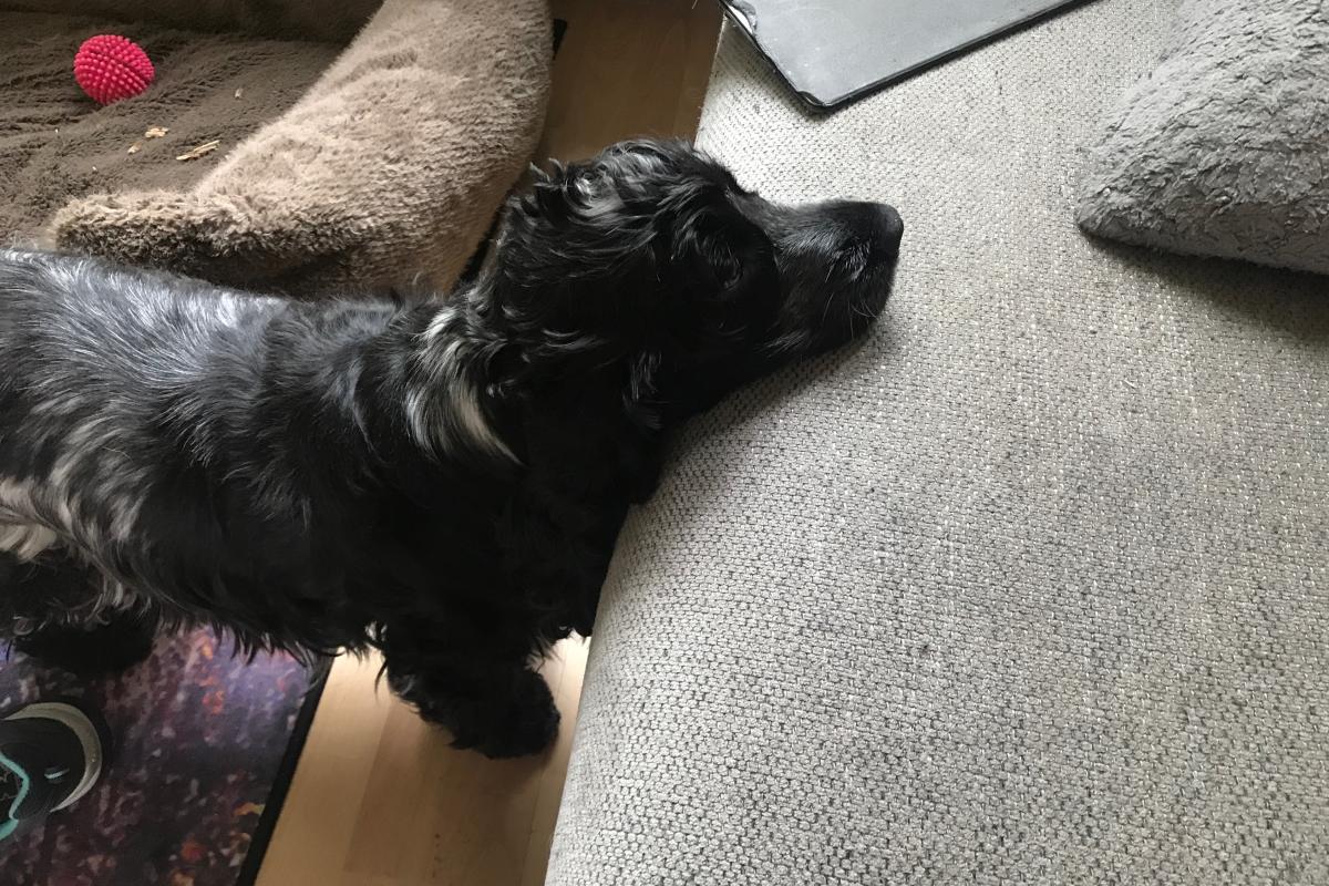 Pippie
