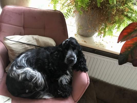 Pippie