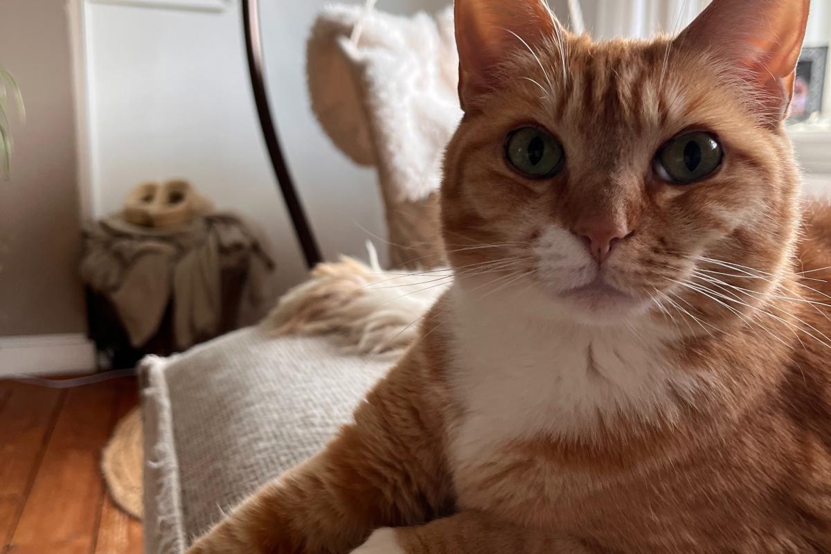 Ginger