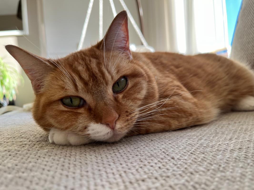 Ginger