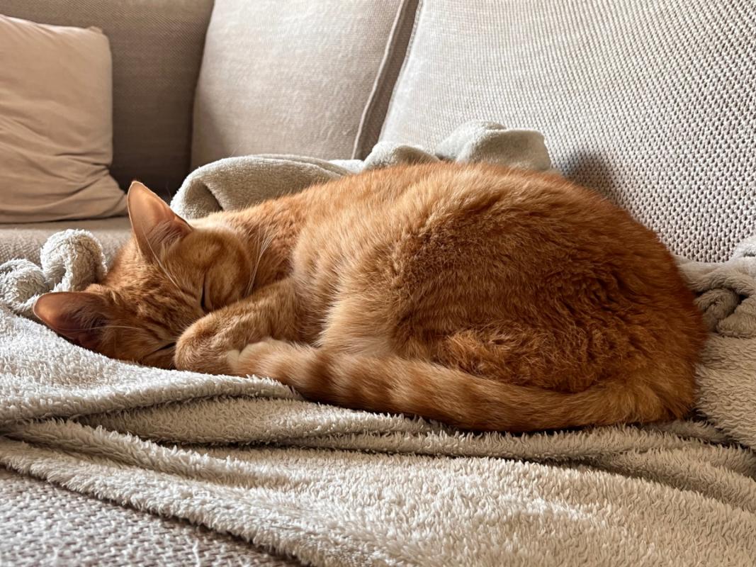 Ginger