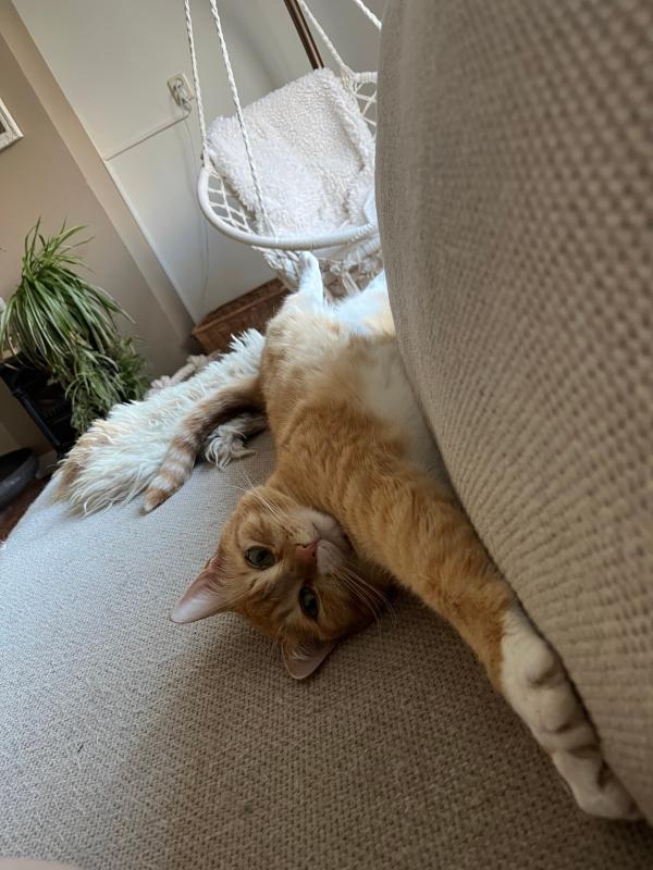 Ginger