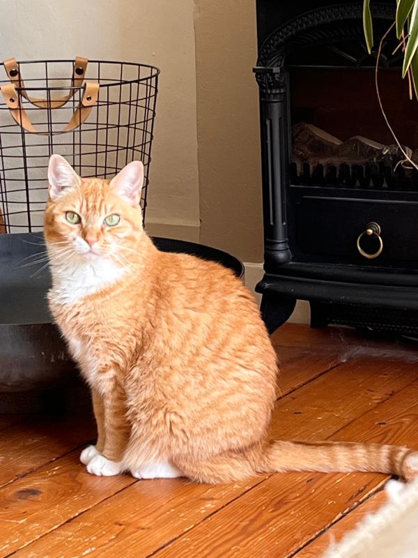 Ginger