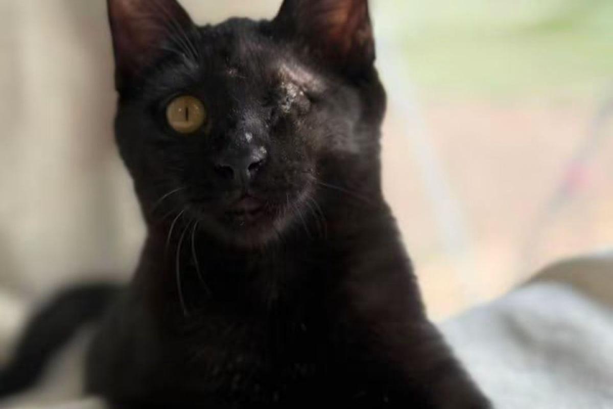 Cacao