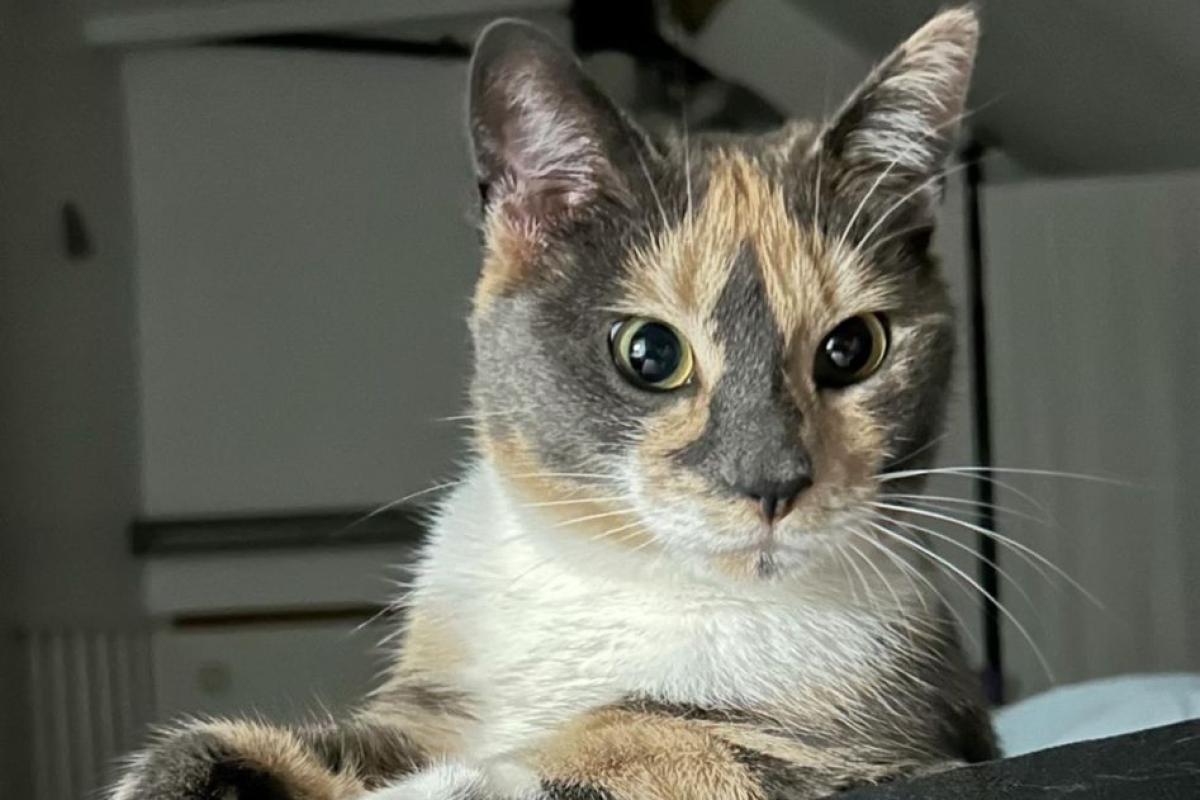 Bobbie