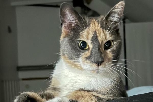 Bobbie