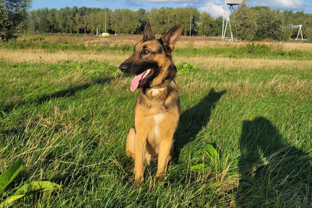Loki
