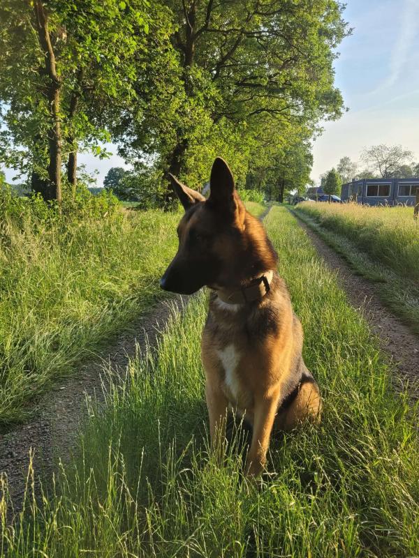 Loki