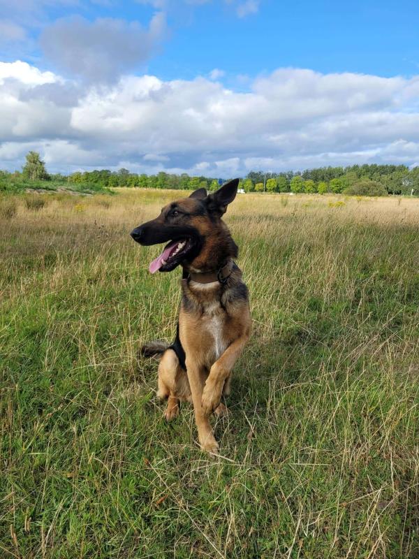 Loki