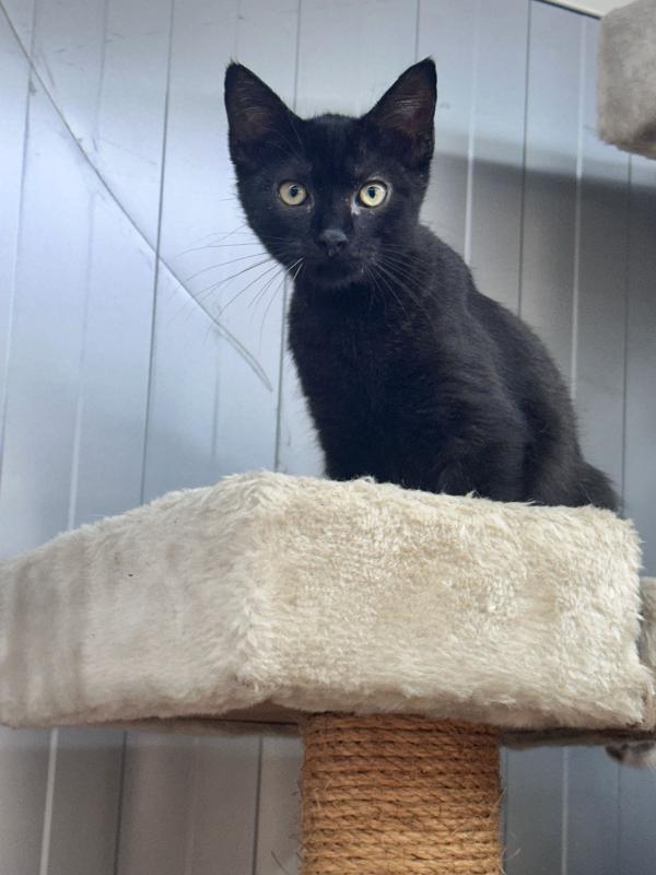 Zorro