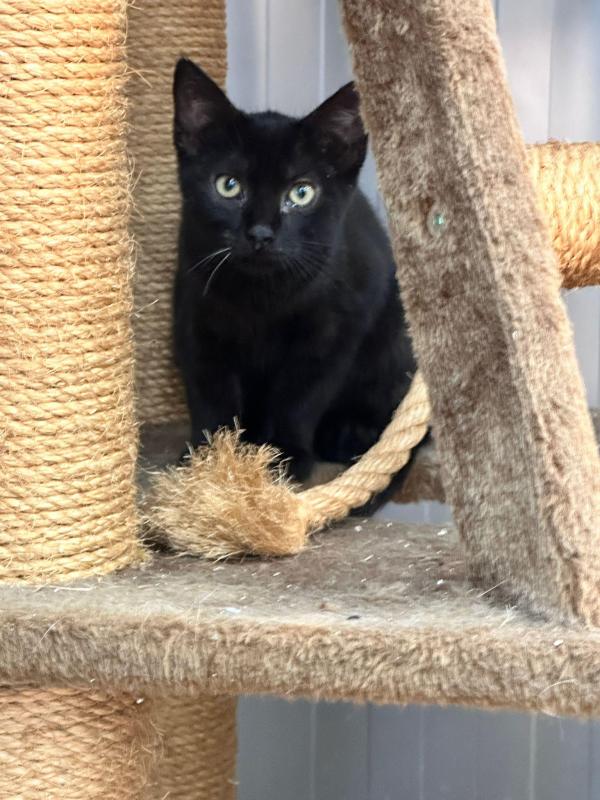 Zorro