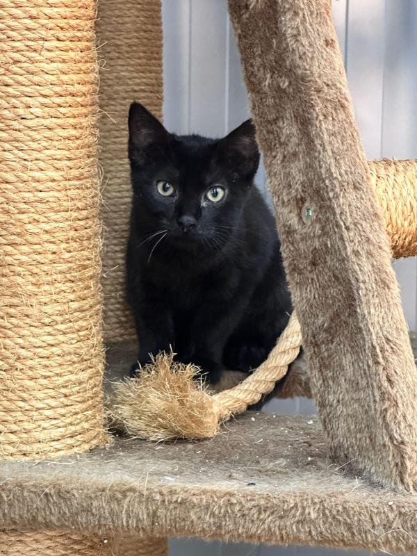 Zorro