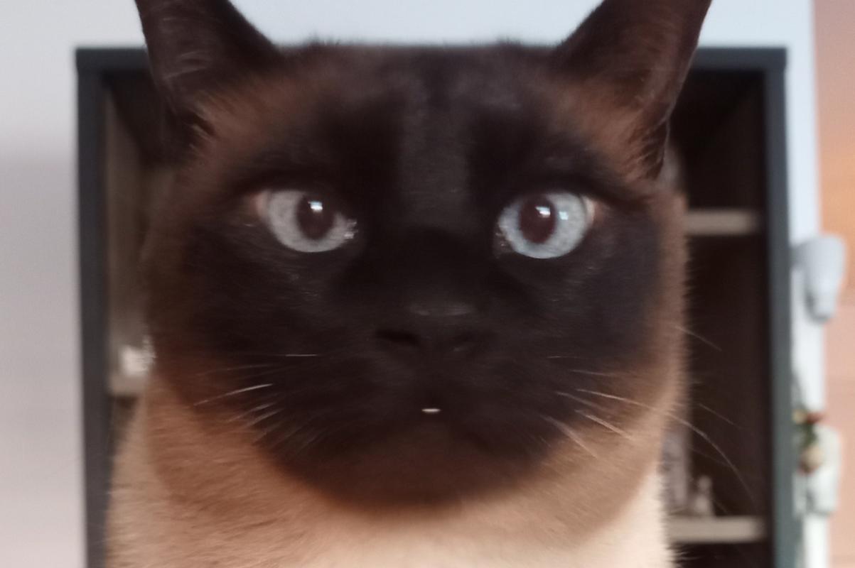 Bodhi