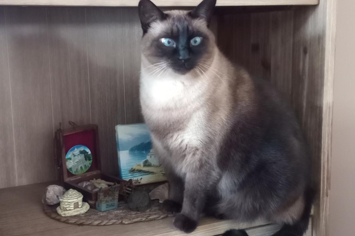 Bodhi