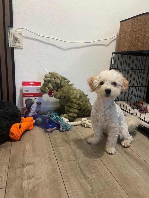 Teddy