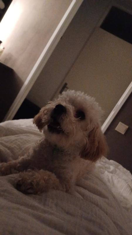 Teddy