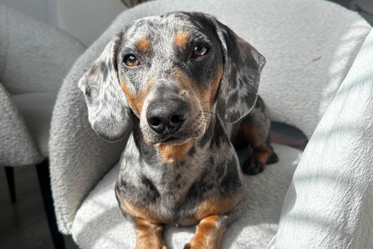 Oscar
