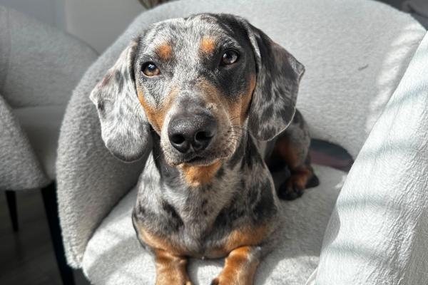 Oscar
