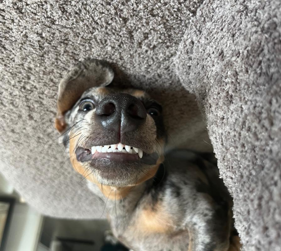Oscar