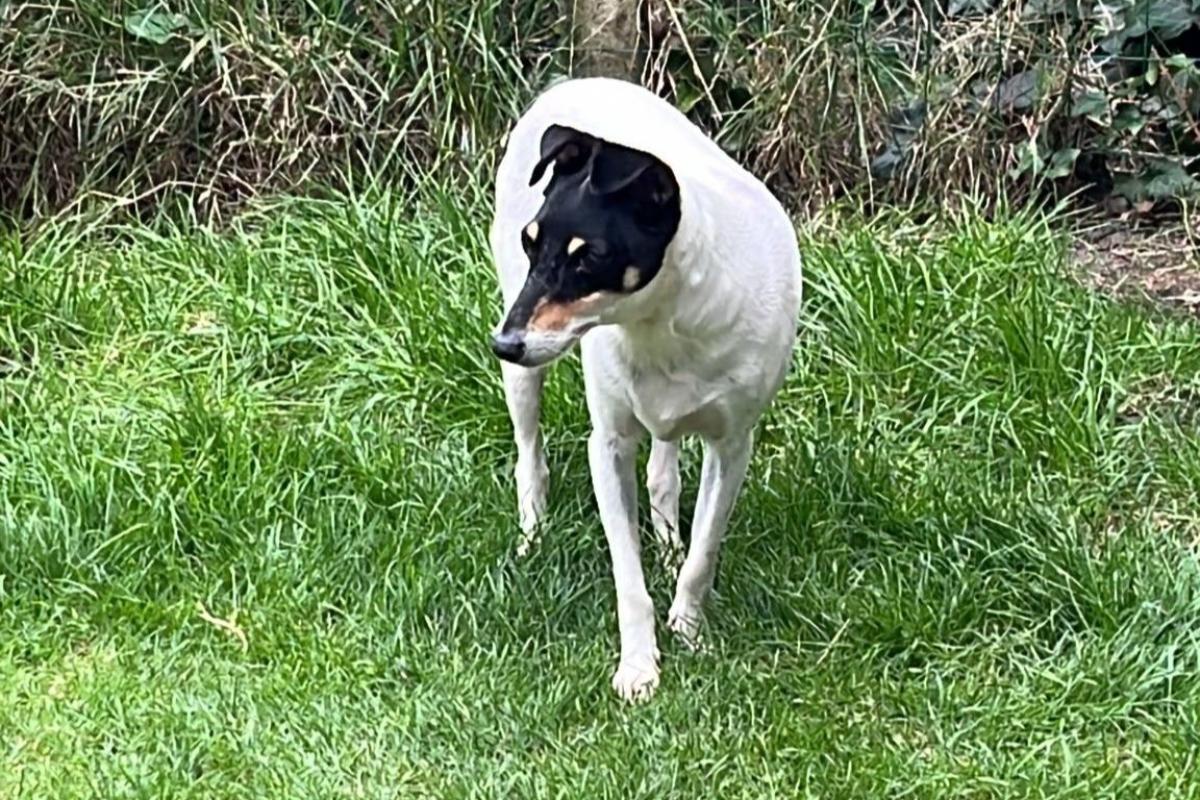 Pip