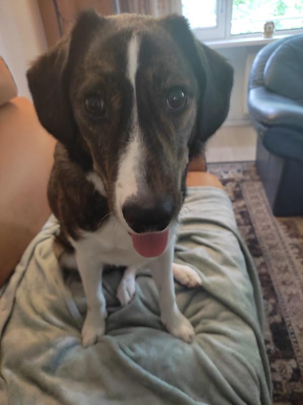 Harley