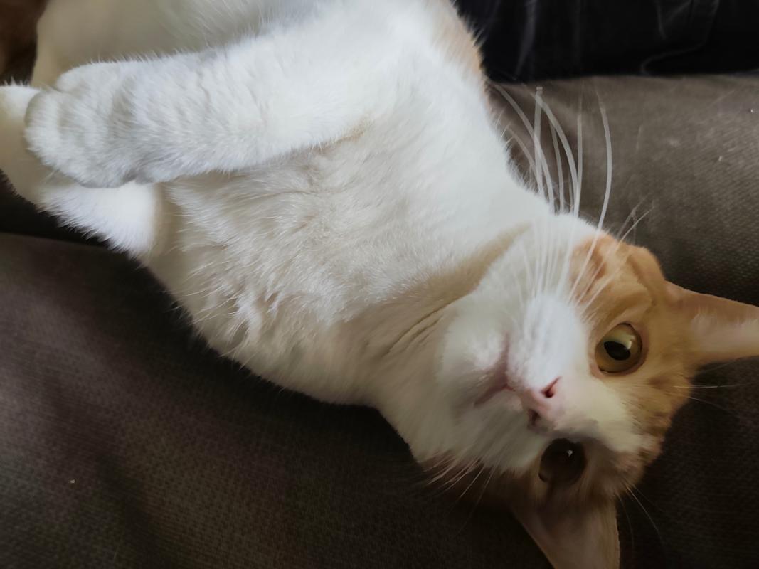 Maya