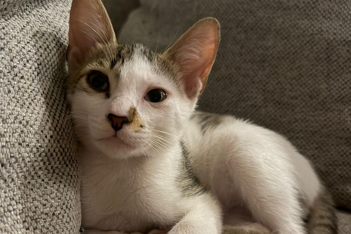 Romeo