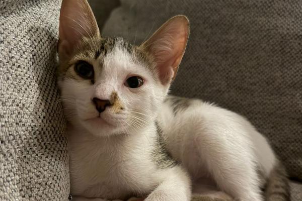 Romeo