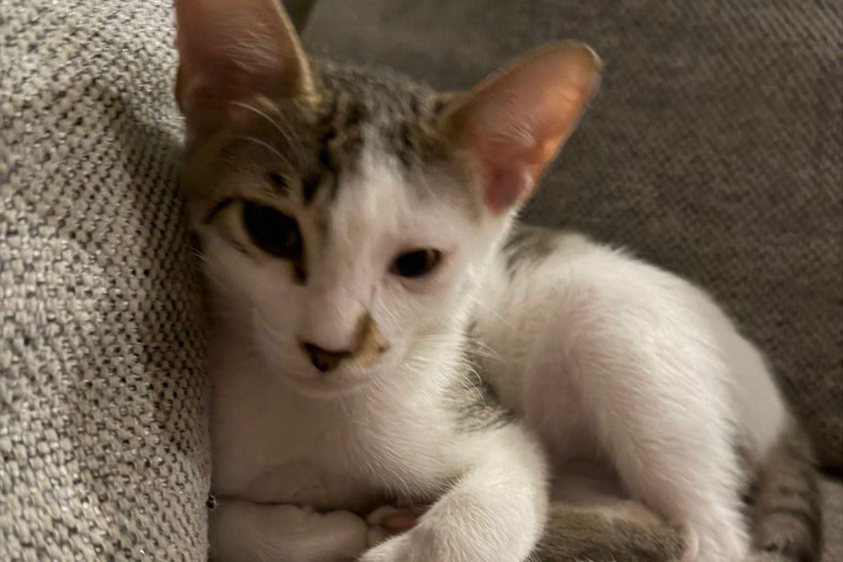 Romeo