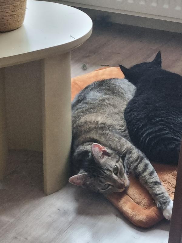 Coco