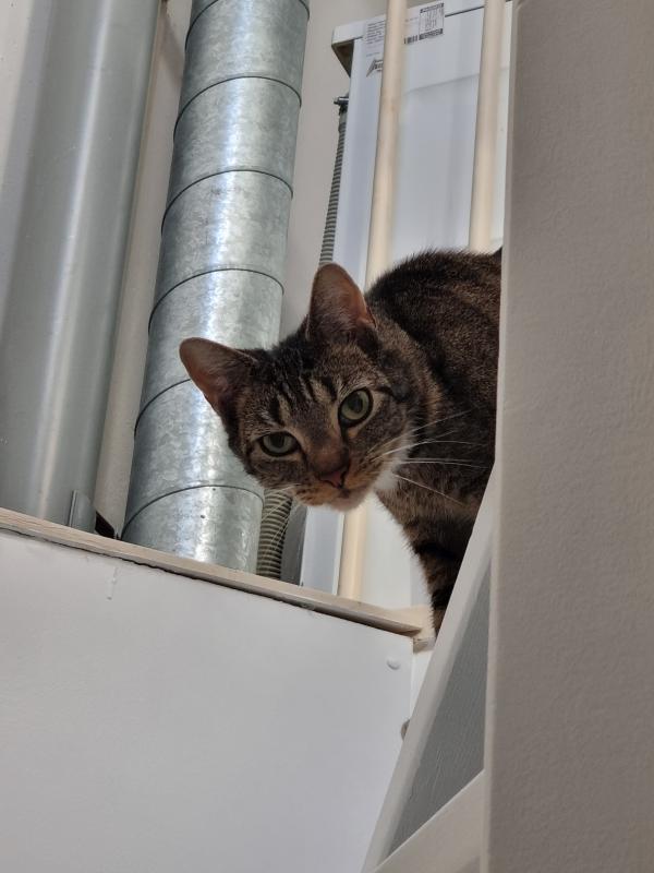 Coco