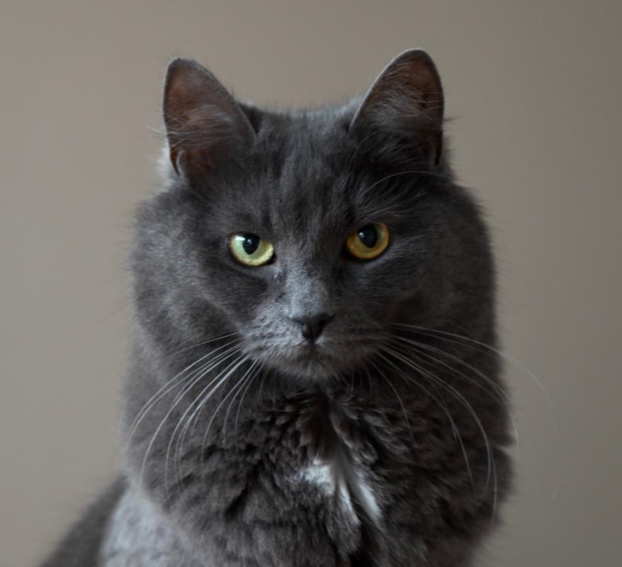 Georgie
