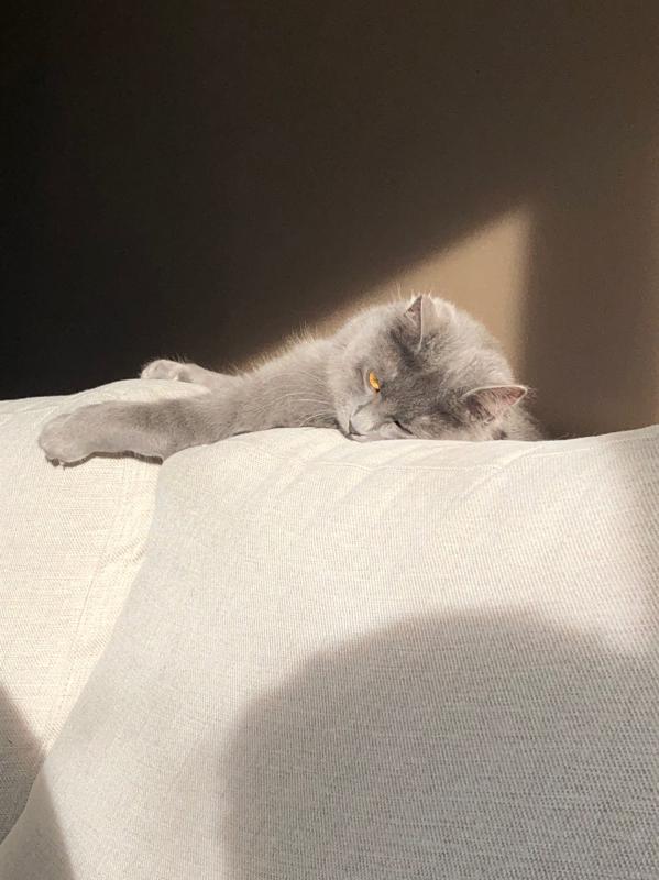 Georgie
