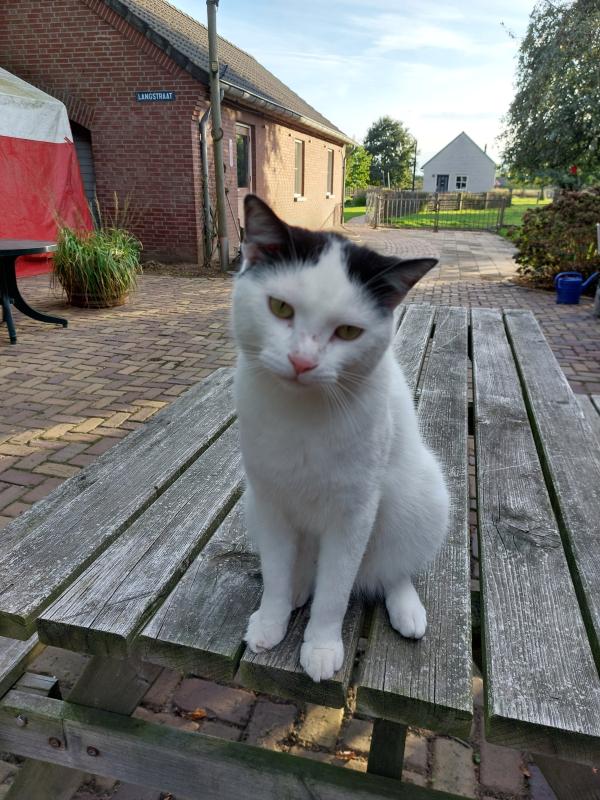 Pip
