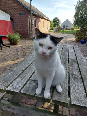 Pip
