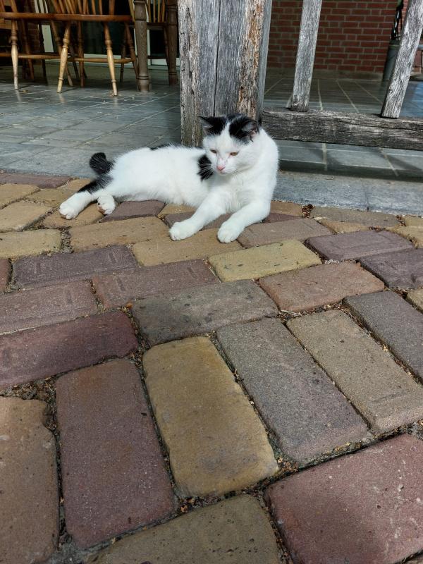 Pip