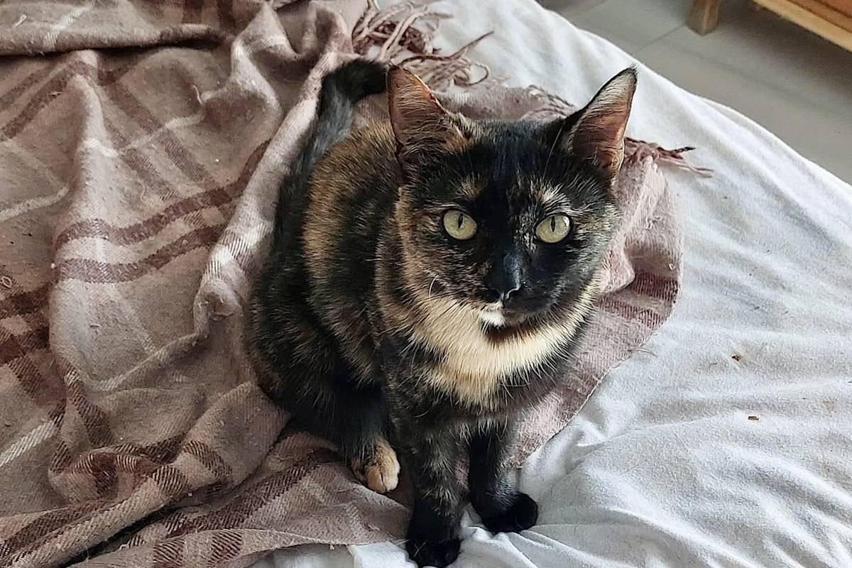 Almendra