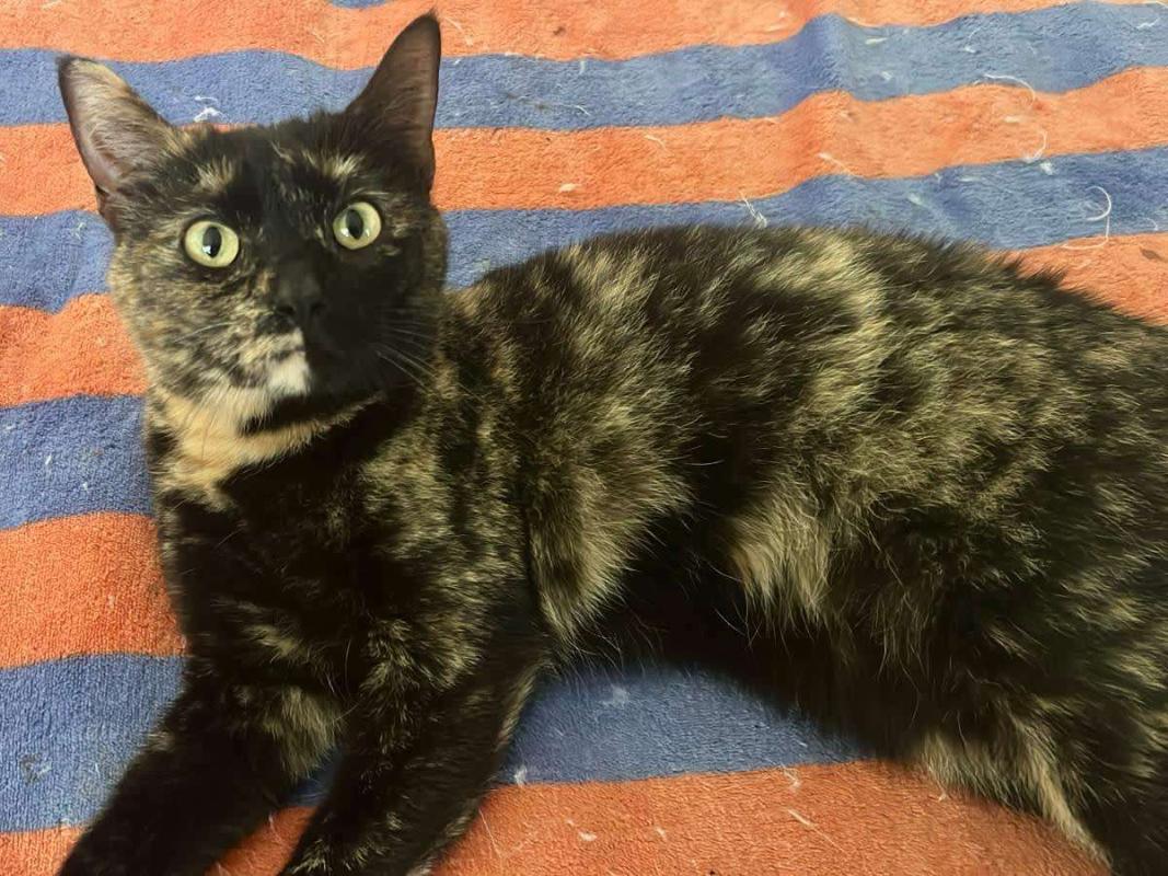 Almendra