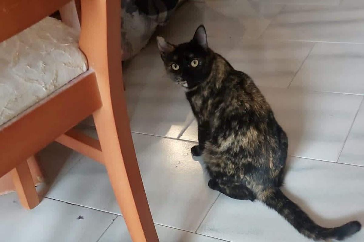 Almendra