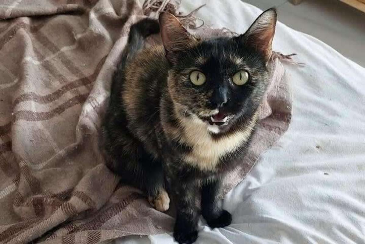 Almendra