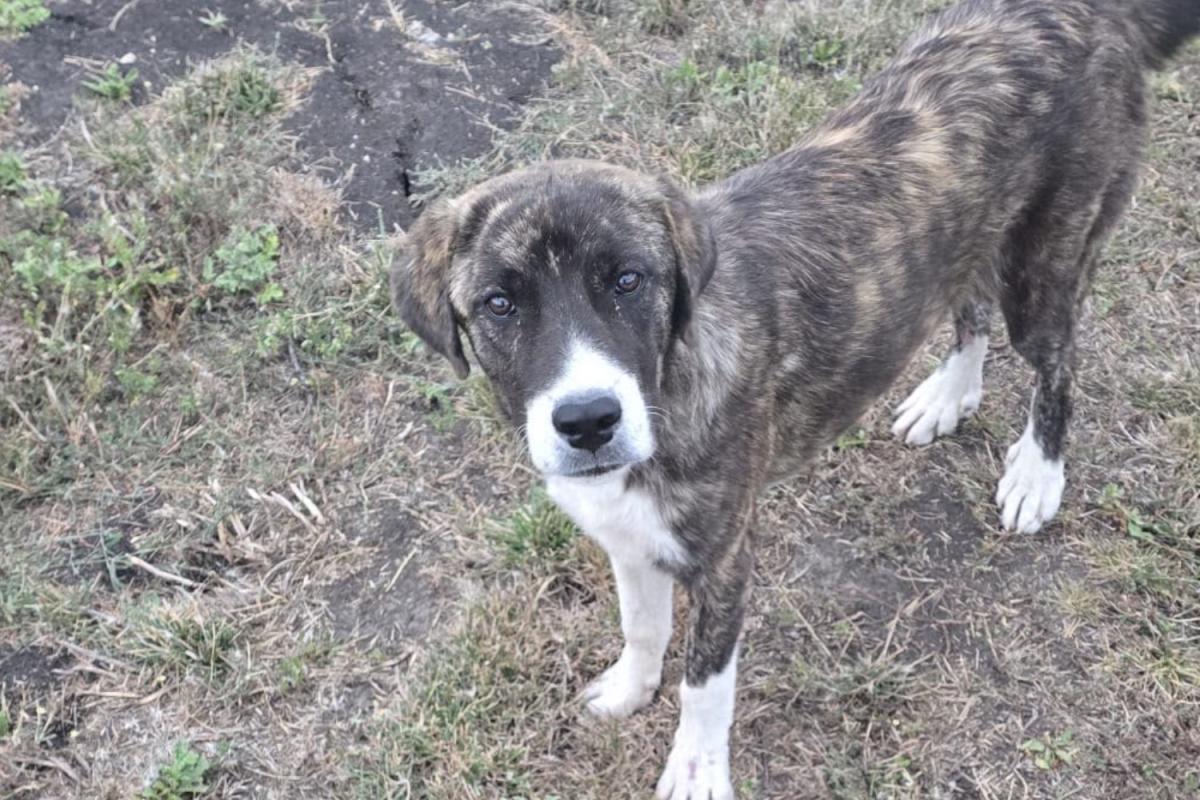Nova