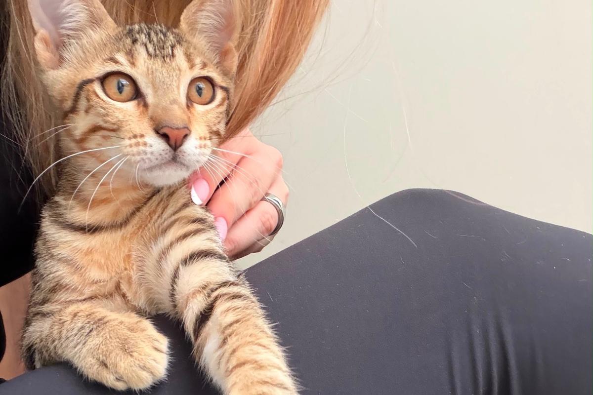 Simba