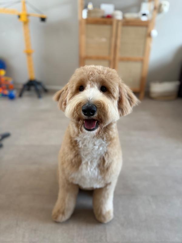 Pippa