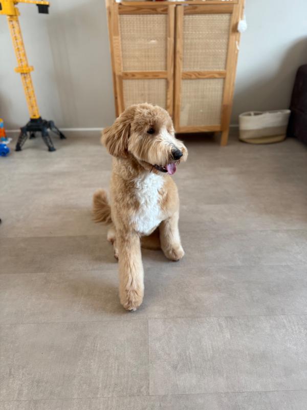 Pippa