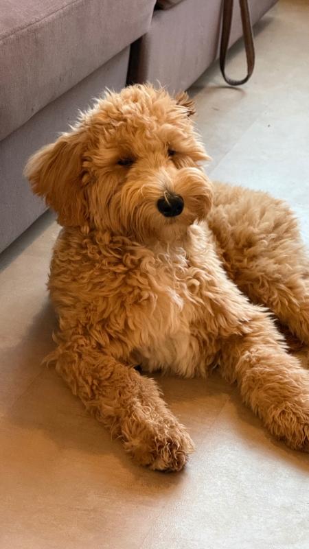 Pippa