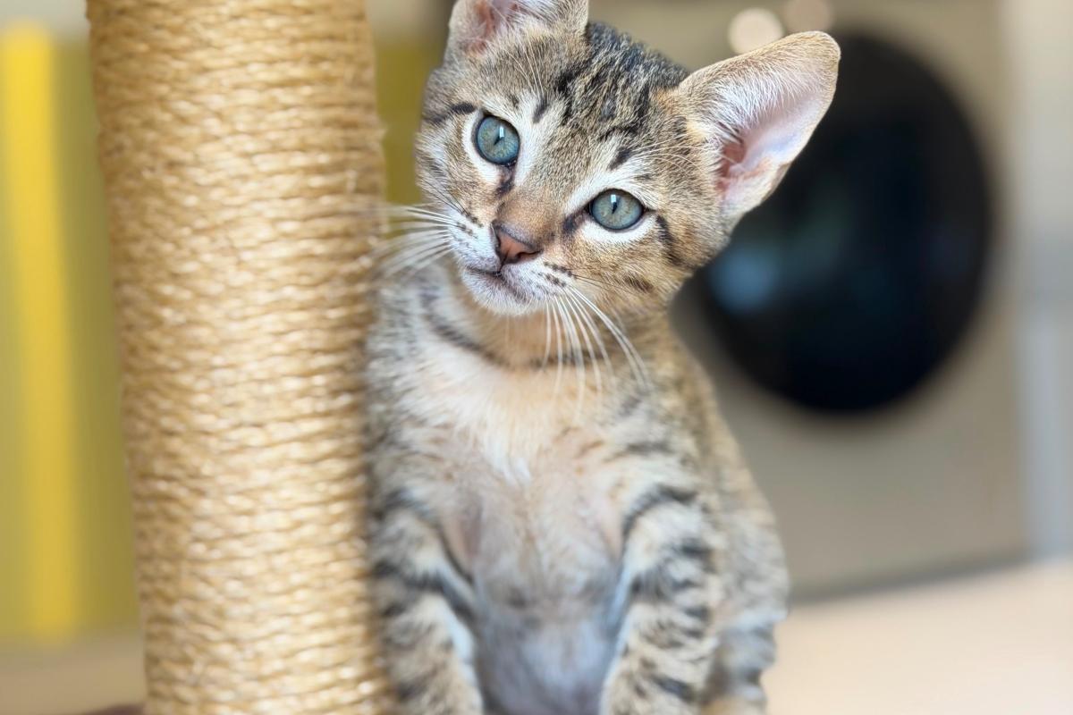 Gizmo