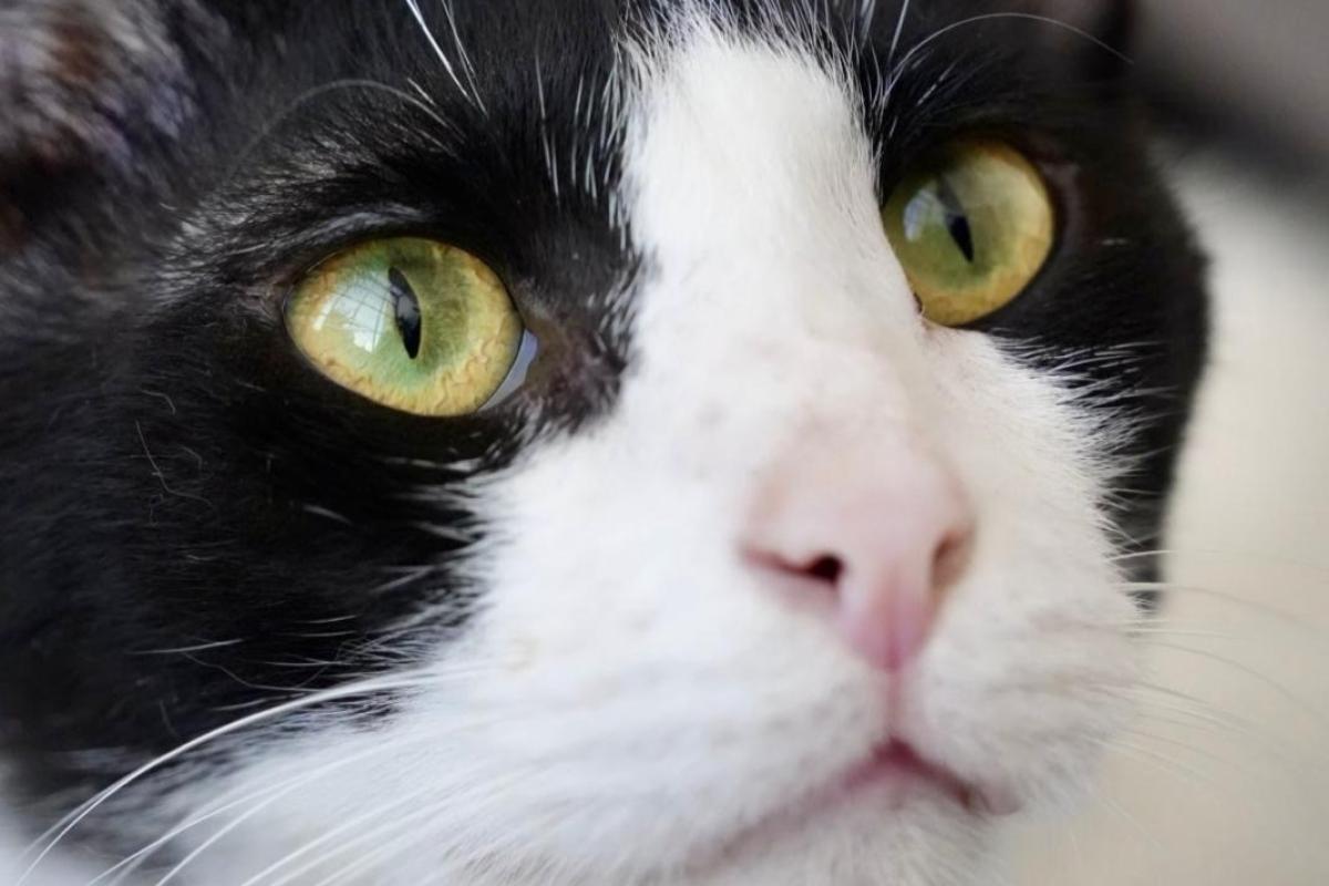Sylvester