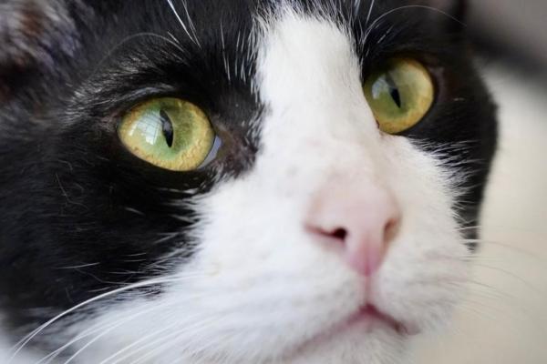 Sylvester